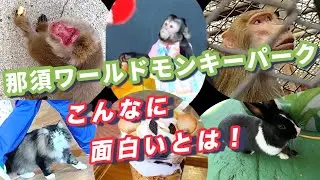 【2025年2月】サル山の猿が面白すぎて大興奮！/ アニマルショーの可愛い猫と芸達者な猿 / 可愛いウサギにエサをあげて楽しむ❤️