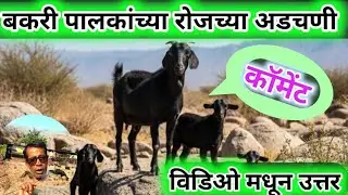 शेळीपालन अडचणी विडिओतुन उत्तर | Bakri PLan Problem | Best Goat Farming Training India| Arvee Goat