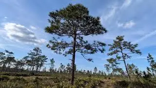 Red Cockaded Woodpecker Tree Marked, Not Sure of Sound in Woods, Hal Scott Preserve! Orlando
