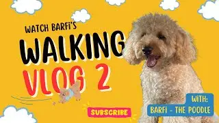 Barfi bana Santa Paws | Life Of Barfi VL -2