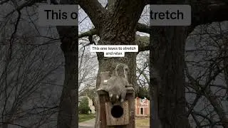 Yard Wildlife - Squirrel Stretching and Lounging