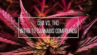CBD vs. THC (Part 1): Intro to Cannabis Compounds in Medical Marijuana | Discover Marijuana