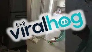 Lively Lizard Scares Someone || ViralHog