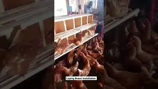 Laying boxes installation..Please subscribe #farming #trending #layer