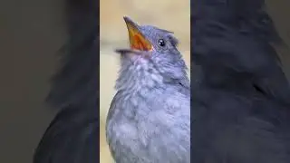 Ambulance like sound of this bird 🦢 #birds #birdslover #nature #youtubeshorts #birdlives #birdfreak