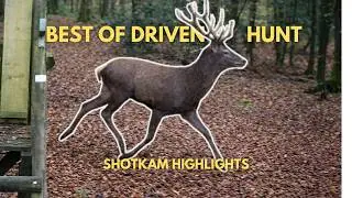 BEST OF DRIVEN HUNT 2025 - Battue  - Monteria compilation