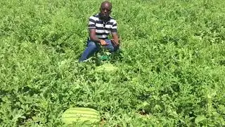 Melon farming in kenya-Spacing vs yields
