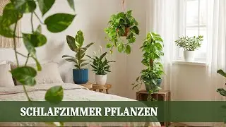 Diese Zimmerpflanzen sind fürs Schlafzimmer wirklich geeignet