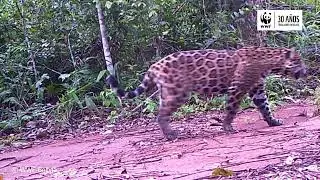El CANTO del JAGUAR 🐆 / WWF Bolivia