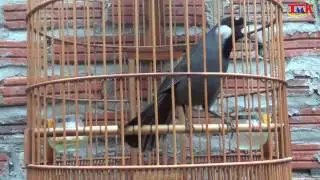 Garrulax chinensis: Bird singing very loud on bird cage. It's amazing song