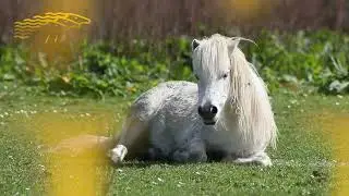 EQUUS Television Network