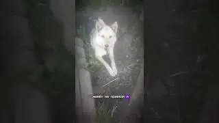 ☆~Знакомимся с хаусом~☆ dogs.family