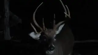 Best Buck Video Ever !!