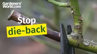 How can I stop die-back on roses?