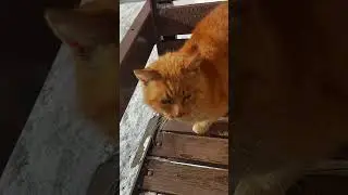 A cat's life #shorts #world #cat #animals #life #moments #sun #short #best @kolibrysun