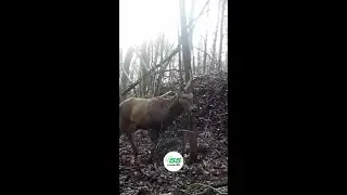 TRADATE - FAMIGLIA DI CERVI NEL PARCO PINETA