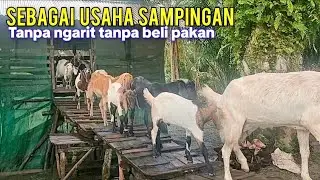 Karyawan Pabrik Yang Mengisi Waktu Luang Untuk Ternak Kambing Sebagai Usaha Sampingan