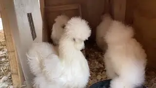 We're Back! Silkie Chicken Farming at Birch Moon Farm