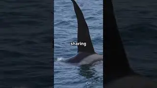 false killer whale natures playful predators #animals #cute #wildlife