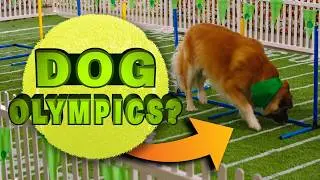 Dog Chooses Cardboard Box Over Agility Course (+ DIY Dog Toy!) | Ultimate Pet Playbook