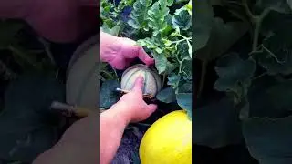 Cueillir des melons au potager 🍈😊 #agriculture #melon #r&eacute;colte