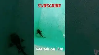 my new Red Tail Cat Fish 🐟