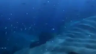 Finding Nemo Whale