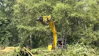 Cutting down western red cedar tree's.