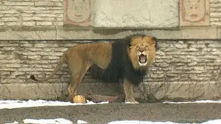 Buffalo Zoo receives $9 million from Empire State Development to make numerous improvements