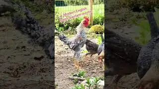 Modern game bantam #bantam #shamo #rooster #bantamchicken #bantam #modern #oeg #pet  #polishcap