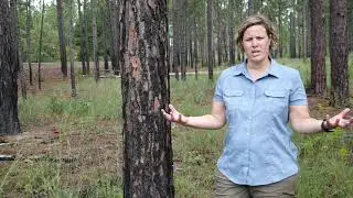 Introduction to the Flora of the Xeric Longleaf Pine Community- Part 1 of a 3 part series