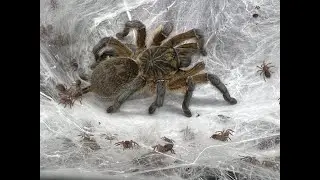 Harpactira pulchripes, Golden Blue Leg Baboon 2 successful hatchings