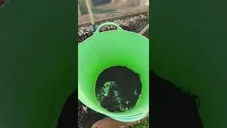 5 years notill garden ##gardening #garden #nodiggardening #growyourownfood #nodig