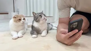 ネットショッピングしてたらおもちゃが欲しい猫たちが集まってきてこうなりましたw