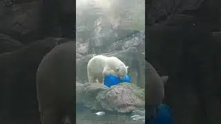 ホッキョクグマのゴーゴお父ちゃん、ライ坊のお宝青ドラムを圧縮遊戯する