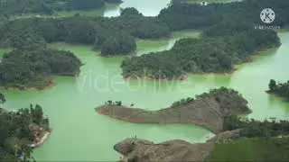 Amazon forest information