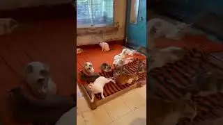 Stray Dog rescue team