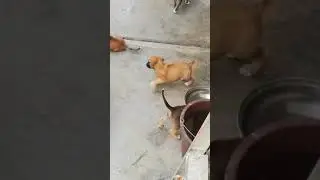 Cachorros Boxer 30 d&iacute;as