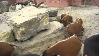 pairi daiza 24 6 2013 80