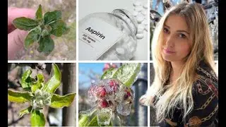 Vlog #sadowniczy #6 - #Przymrozki, aspiryna, algi