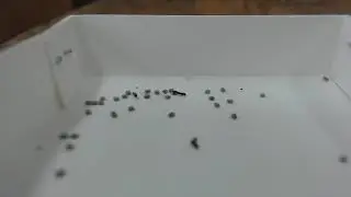 20251211_蚕孵化