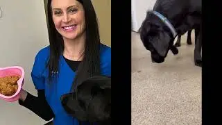 12 Months: Padfoot's Puppy Growth Chart