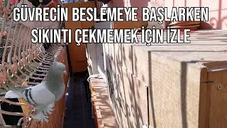 Внимание тем, кто собирается заняться подкормкой новых голубей.