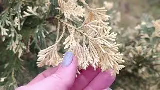 Сад півдня Наші кипарисовики варієгатні. плакучі. Колекція кипарисових в саду