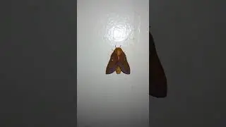 Visited by a pink-striped oakworm moth