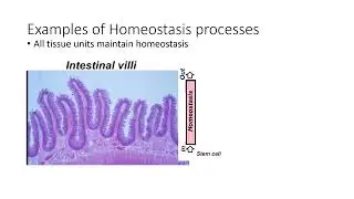 Reductionism and  Homeostasis