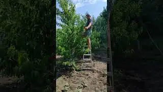 Персик на веретині #gardener #gardener #gardening