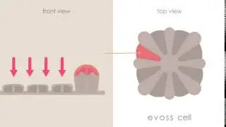 e v o s s