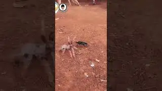Batalla Épica Entre Avispa Y Tarántula Fue Grabada Por Un Aficionado Con Su Celular