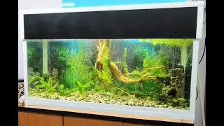Запустили аквариум с улице , дафния ,  корм коппенс , плодотворная неделя))